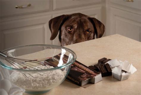 Why is chocolate bad for dogs and cats?